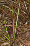 Florida scrub roseling